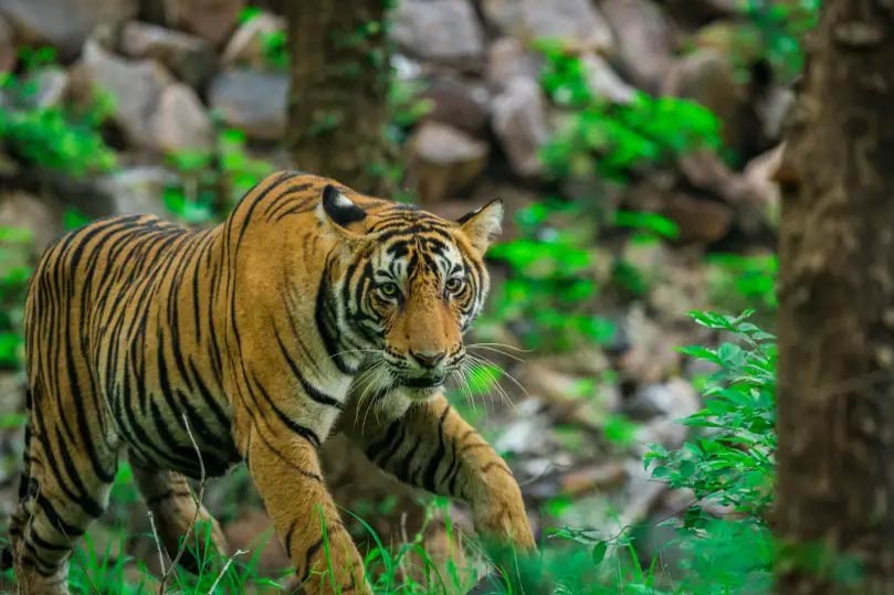 Jaipur Ranthambore Same Day Tour