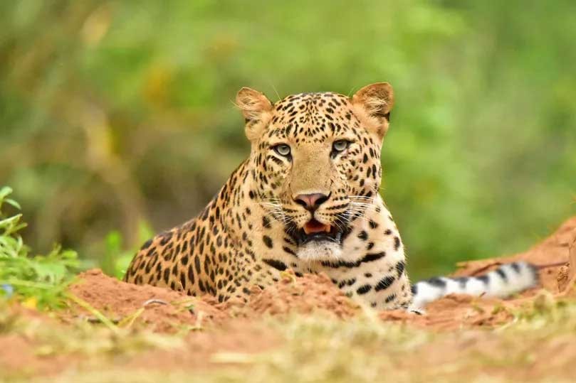 Jhalana Leopard Safari Tour