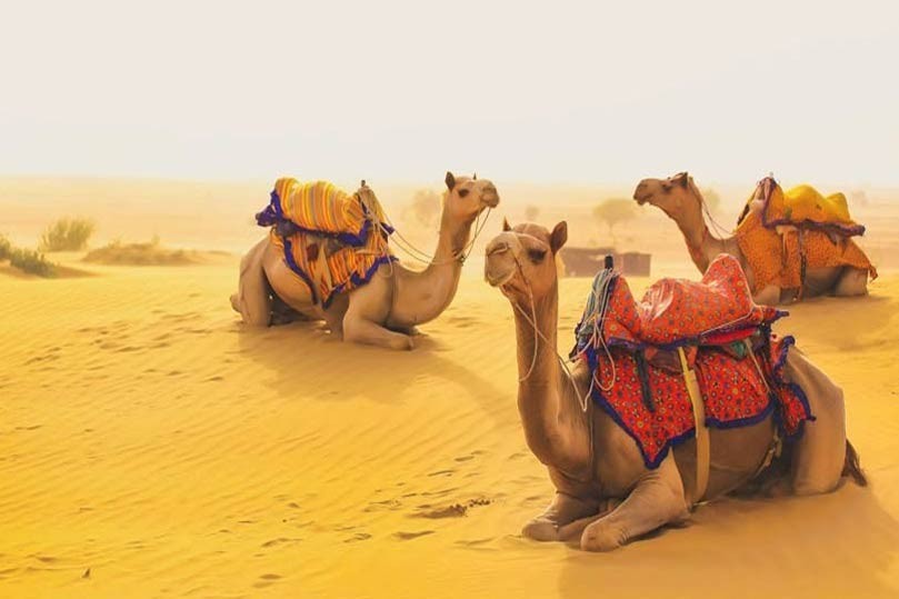 Pushkar Sightseeing with Camel Safari Experience